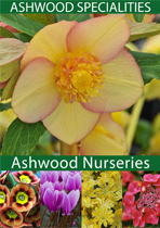 Browse Ashwood Nurseries' Plant Brochure Online
