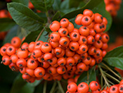 The Flower Garden in September | Ashwood Nurseries