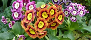 How to sow Primula auricula seed