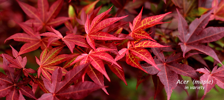 Shrubs