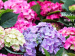 Hydrangeas