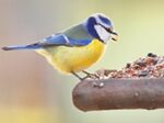 Birds & Wildlife