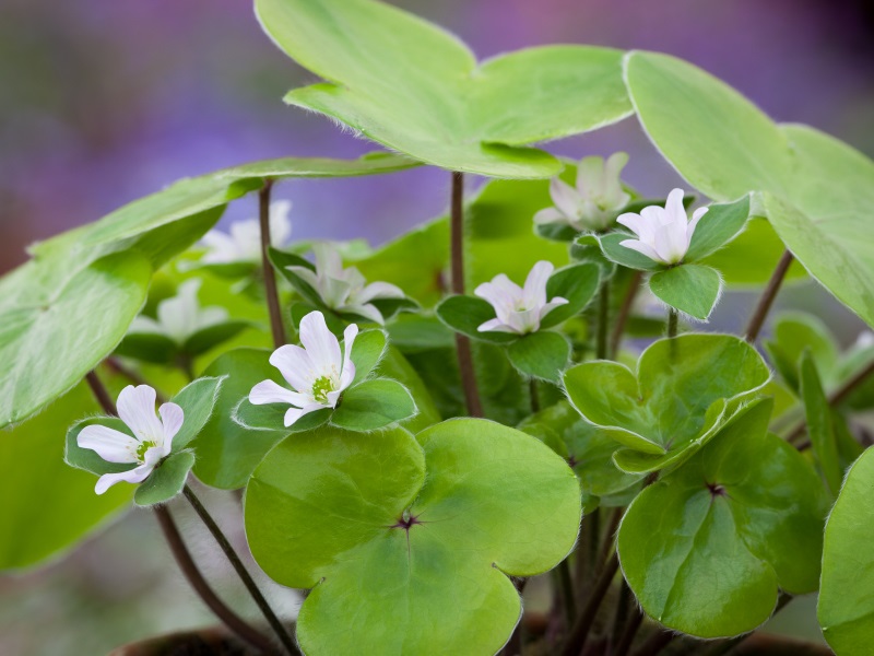 Hepatica maxima-12715
