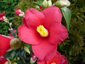 Camellia japonica 'Adeyaka'