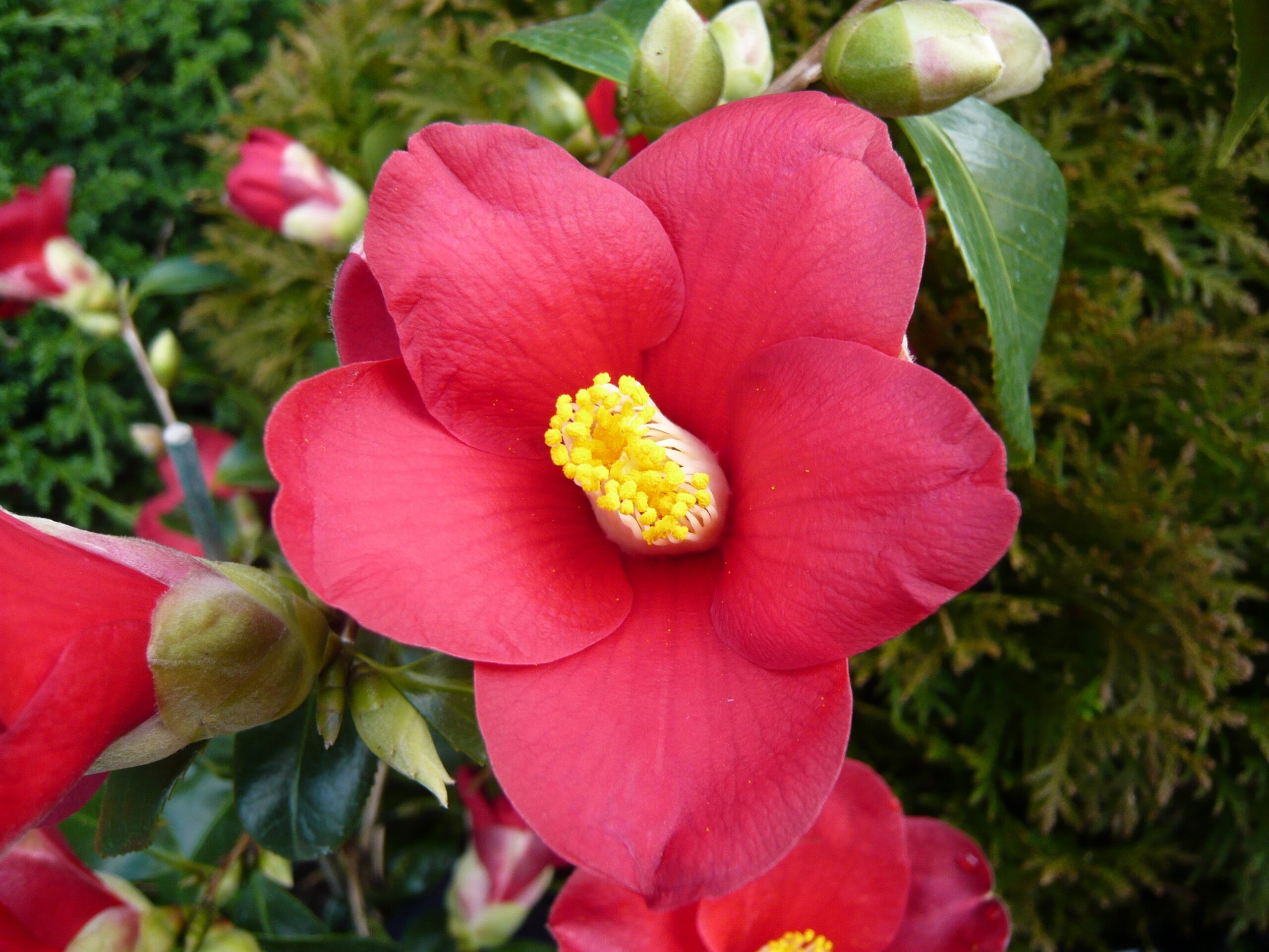 Camellia japonica 'Adeyaka'