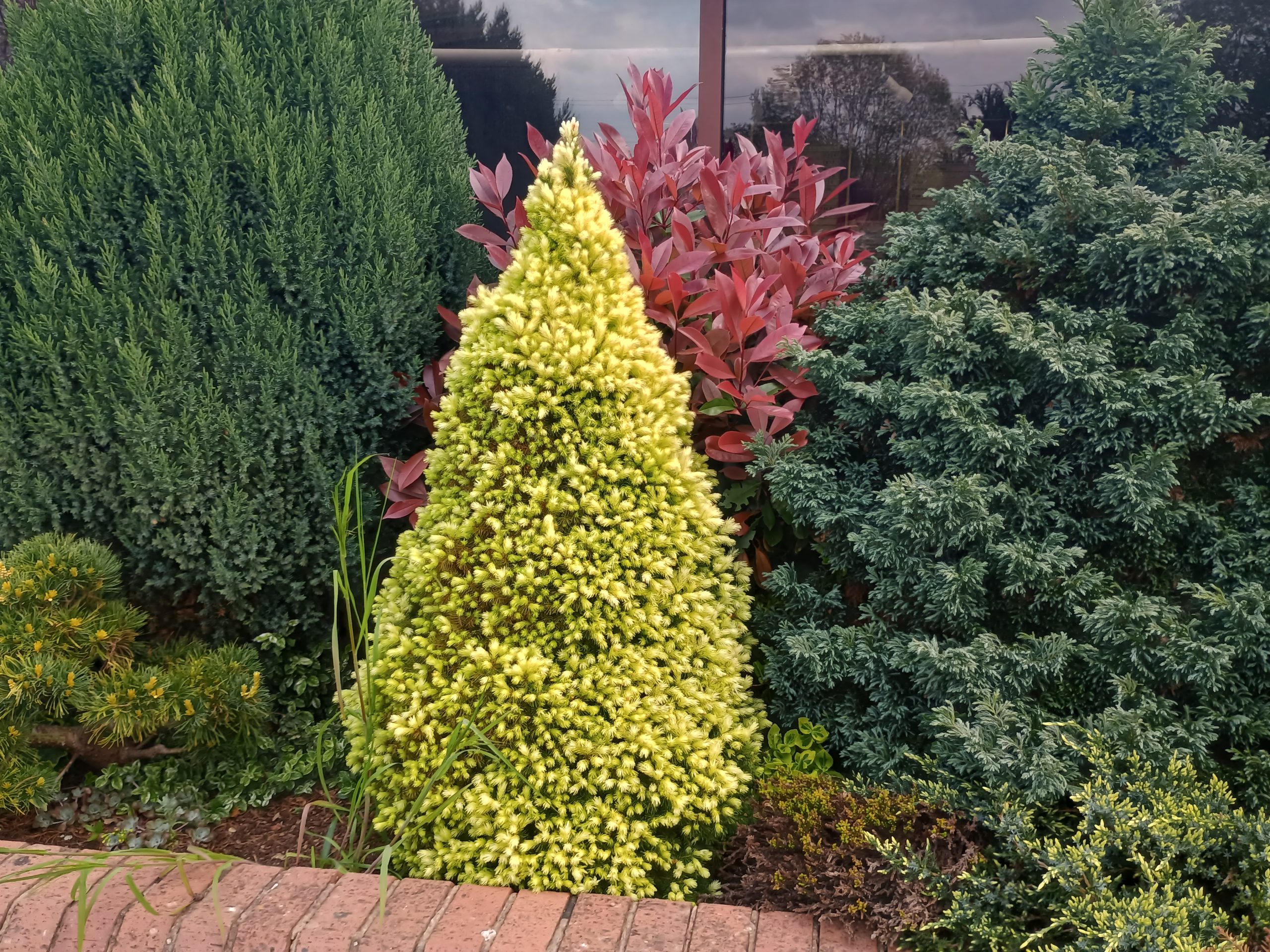 Picea glauca 'Maygold'