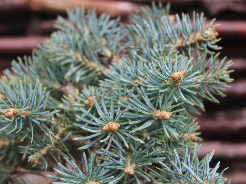 Abies concolor 'Piggelmee'-11247