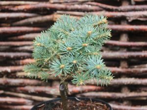 Abies concolor 'Piggelmee'-0