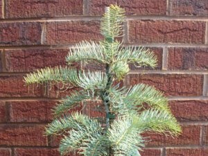 Abies concolor 'Violacea'