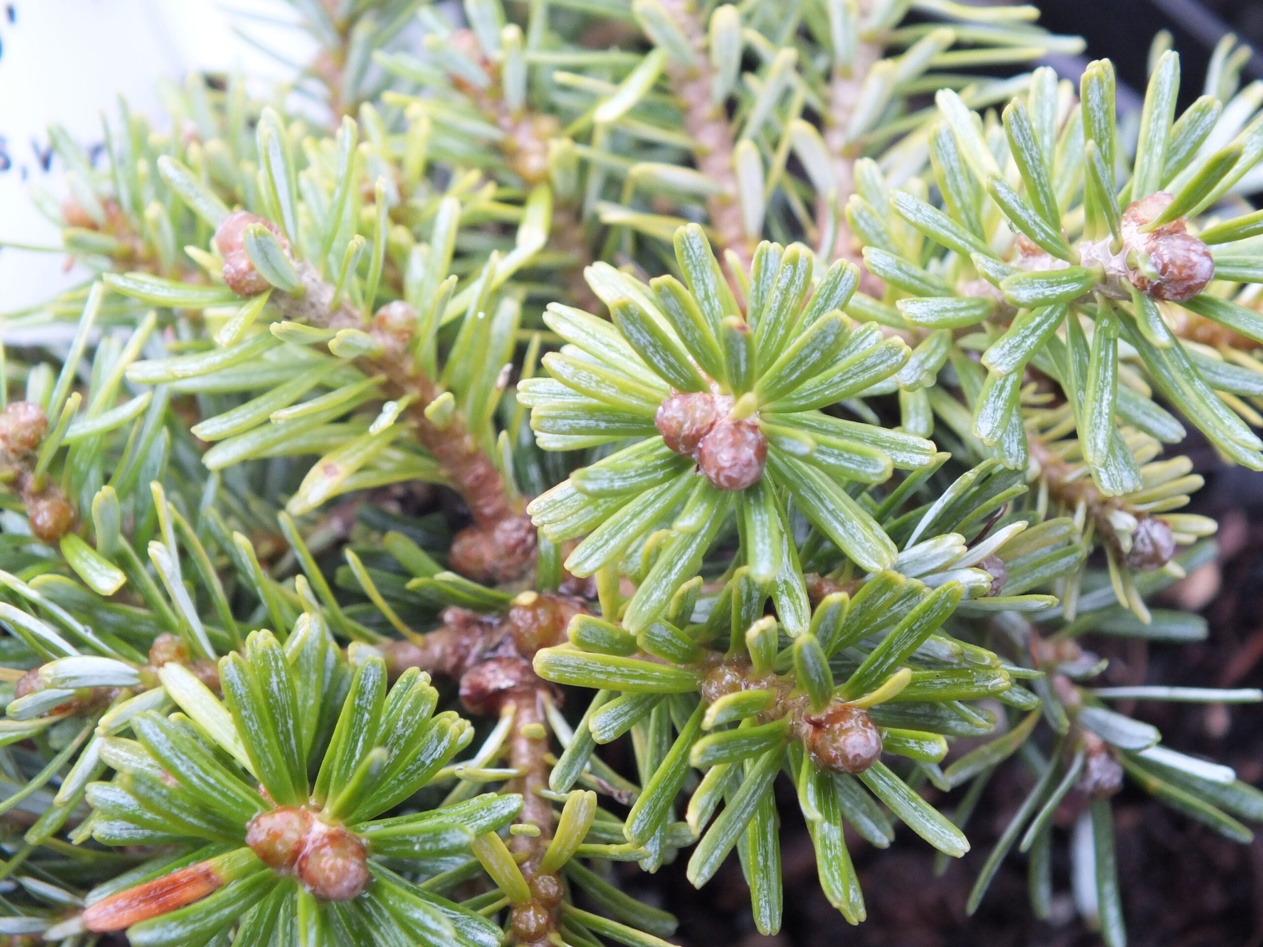 Abies koreana 'Blauer Eskimo'-25632