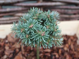 Abies koreana 'Blauer Eskimo'-0