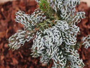 Abies koreana 'Kohout's Ice Breaker'-9917