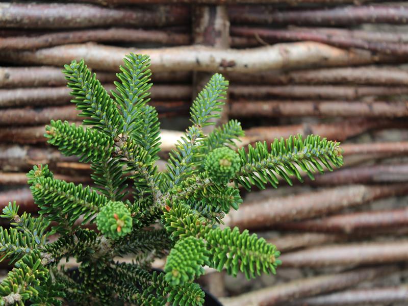 Abies koreana 'Oberon'-10237