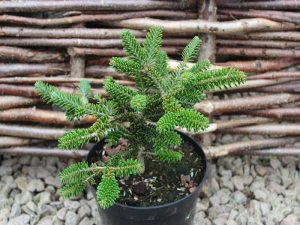 Abies koreana 'Oberon'-0
