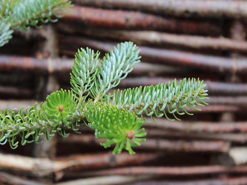 Abies koreana 'Silver Curls'-9919