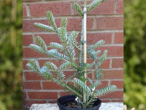 Abies koreana 'Silver Curls'-0