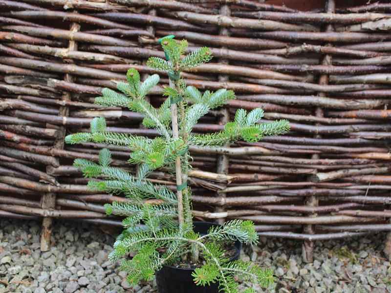 Abies koreana 'Silver Curls'-9918