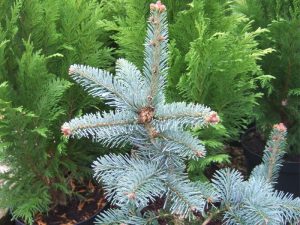 Abies lasiocarpa 'Compacta'-0