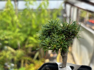 Abies lasiocarpa 'Duflon'-0