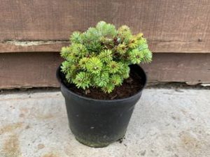Abies veitchii 'Rumberg'-0