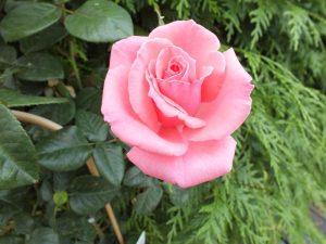 Rosa Agatha Christie ('Kormeita')-0
