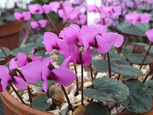 Cyclamen alpinum-0