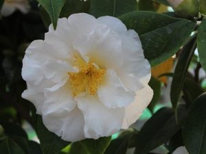 Camellia japonica 'Auburn White'-0