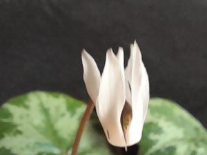 Cyclamen balearicum-0