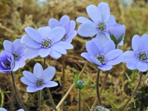 Hepatica x media 'Ballardii'-0