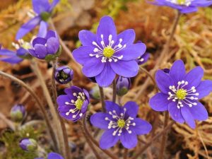 Hepatica nobilis ex 'Bibo' (blue)-0