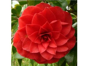 Camellia japonica 'Black Tie'-0