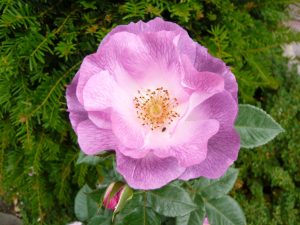 Rosa floribunda Blue for You 'Pejamblue'-0
