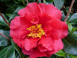Camellia japonica 'Bob Hope'-589