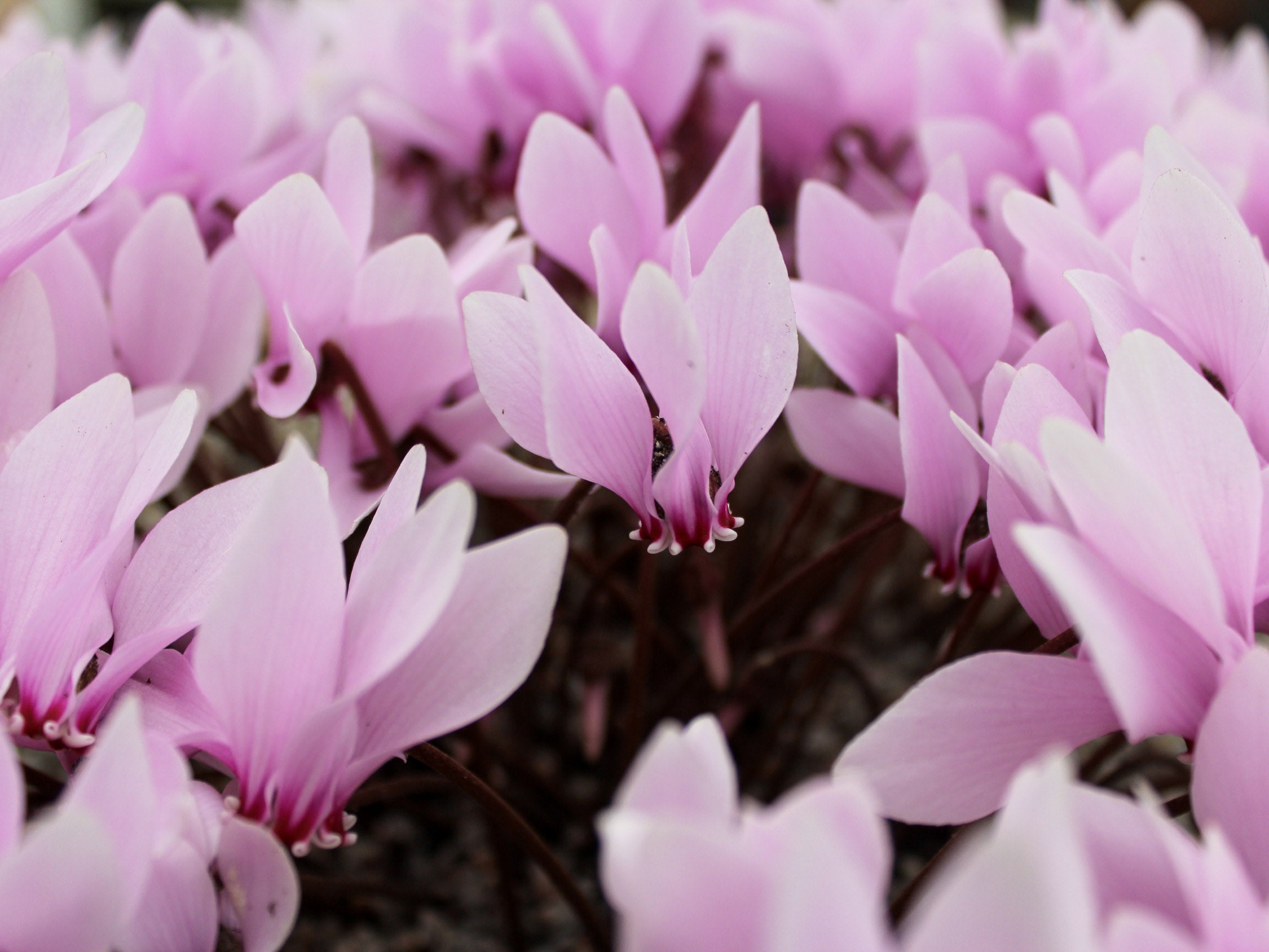 Cyclamen africanum-0
