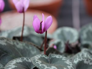 Cyclamen colchicum-0
