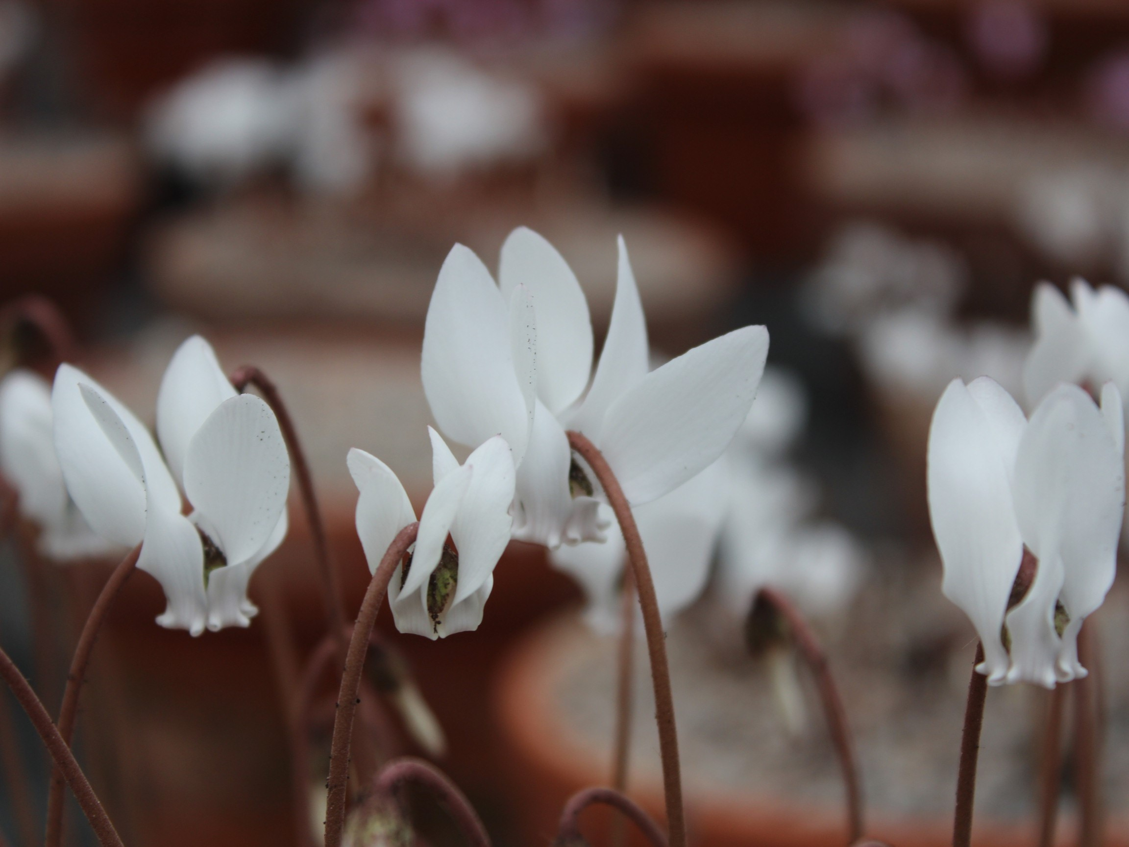 Cyclamen hederifolium albiflorum-25926