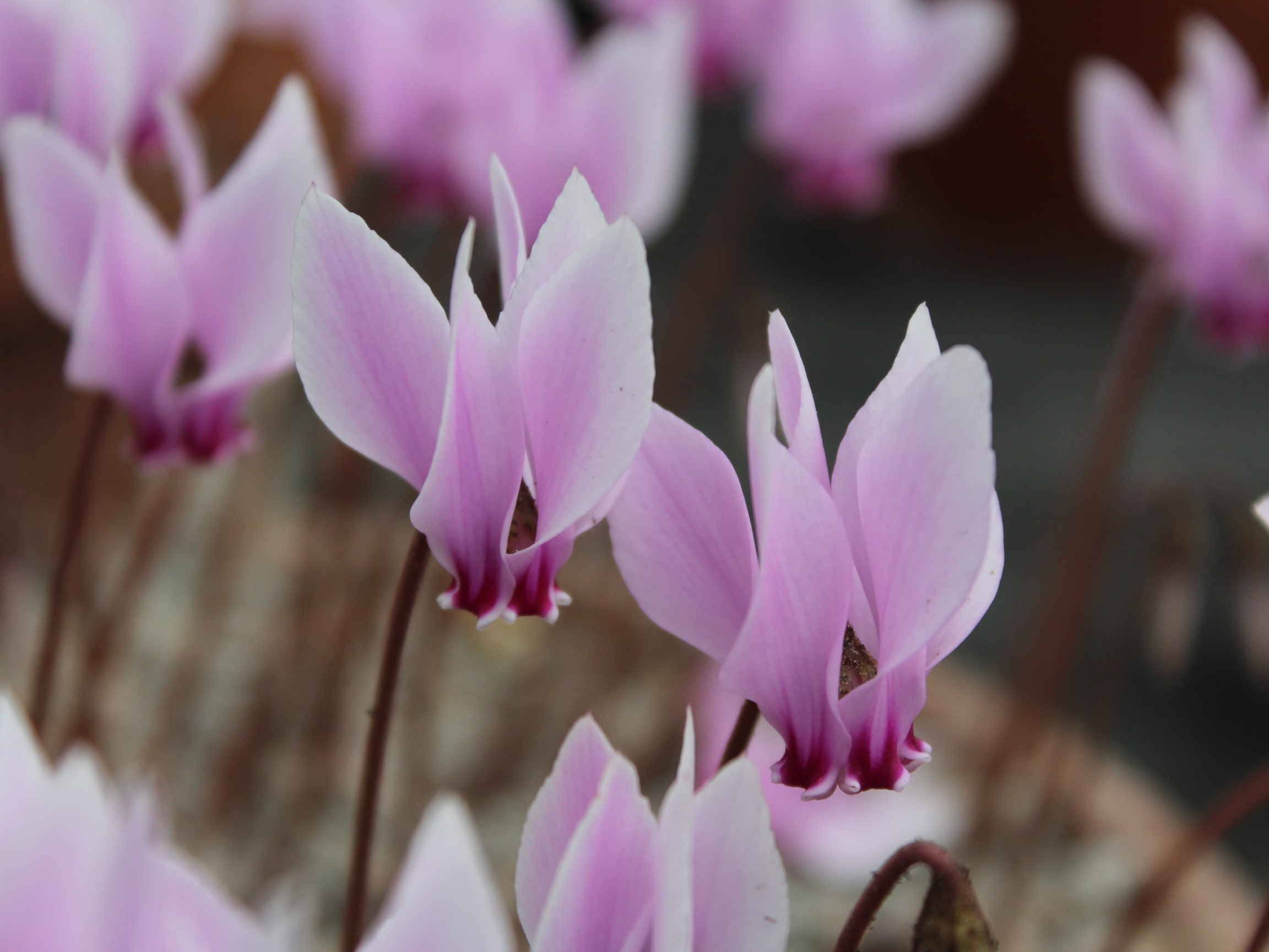 Cyclamen hederifolium 'Silver Arrow'-25923