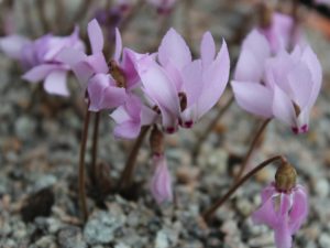 Cyclamen mirabile-0