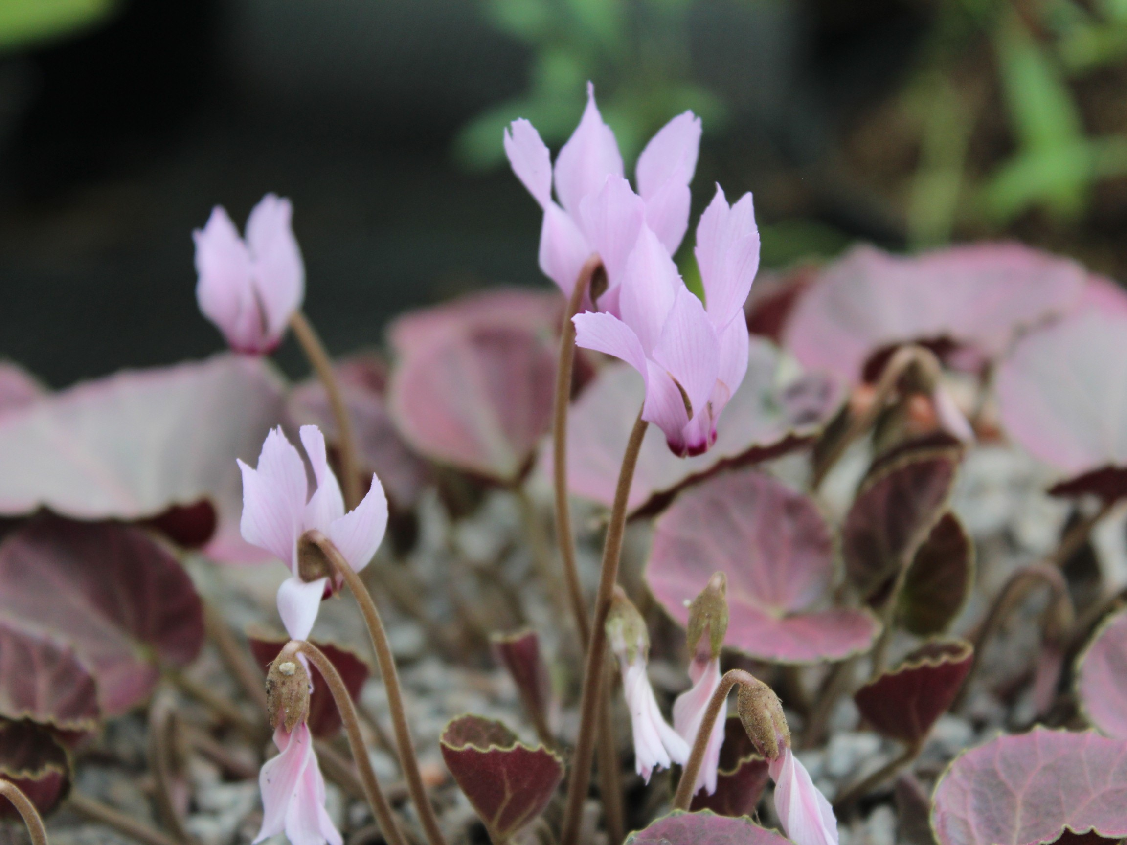 Cyclamen mirabile 'Tilebarn Anne'-25941