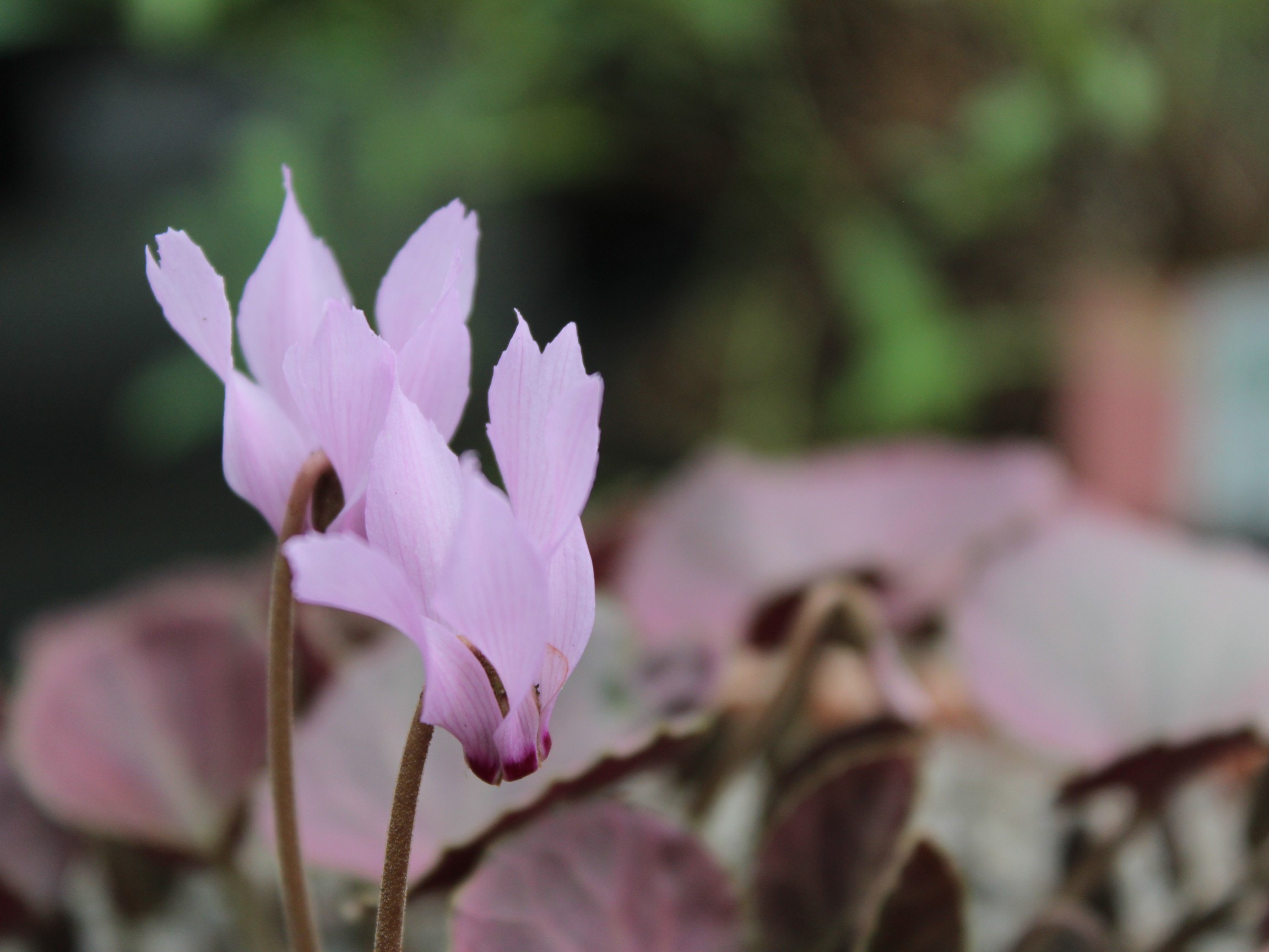 Cyclamen mirabile 'Tilebarn Anne'-0