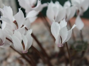 Cyclamen mirabile 'Tilebarn Jan'-0