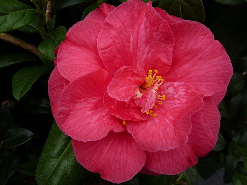 Camellia japonica 'C.M.Hovey'-592