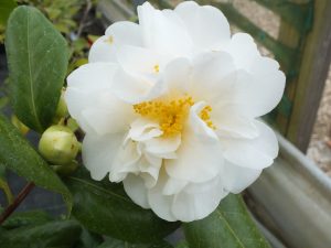 Camellia japonica 'Silver Anniversary'-0