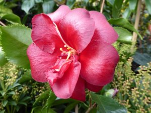 Camellia japonica 'Black Magic' (3 Litre)-0