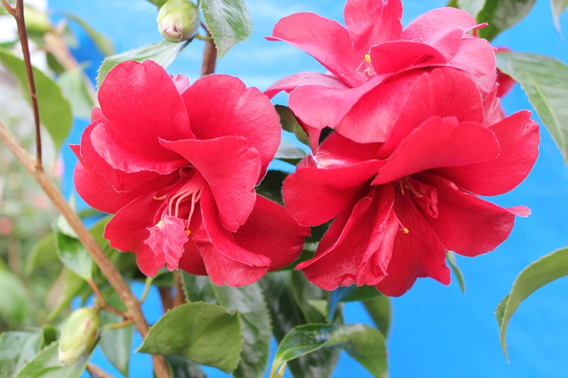 Camellia japonica 'Black Magic' (3 Litre)-24547