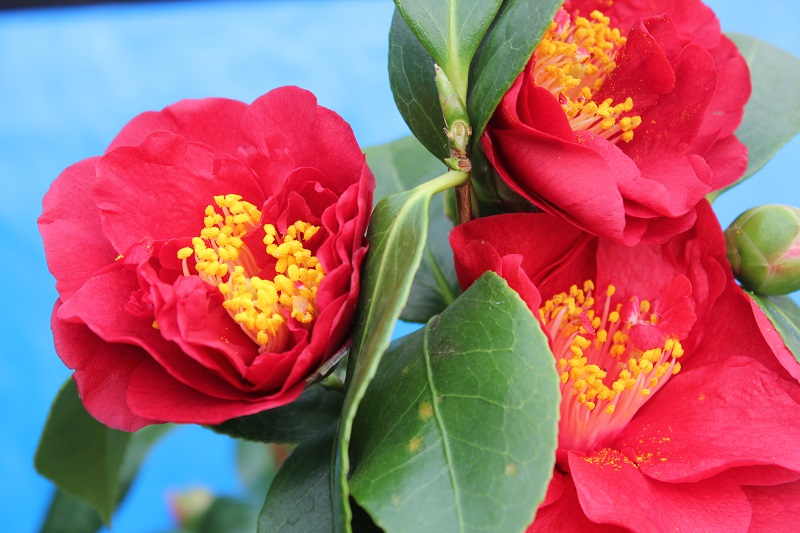 Camellia japonica 'Bob Hope'-24548