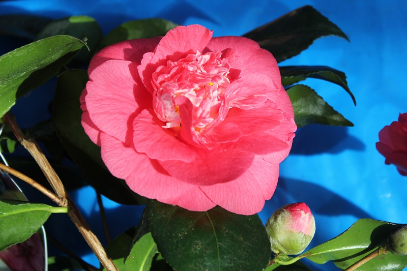 Camellia japonica 'C.M.Hovey'-0