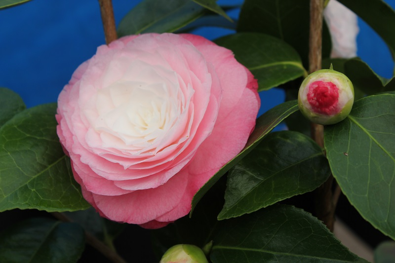 Camellia japonica 'Desire'-24554