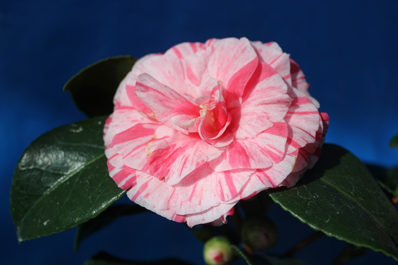 Camellia japonica 'Hanafuki'-0
