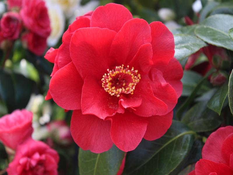 Camellia japonica 'Bob Hope'-11759